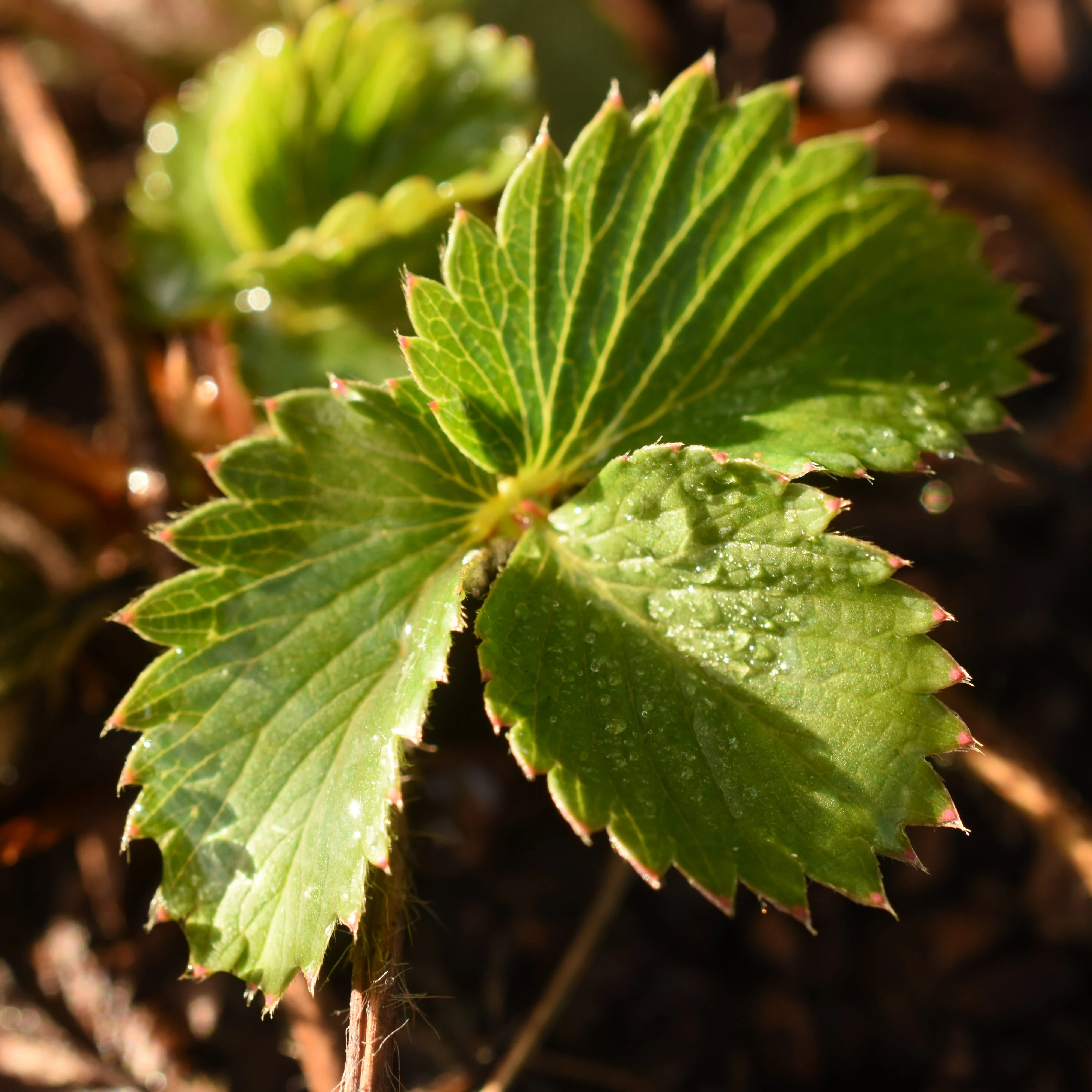 Ozark Beauty Strawberry