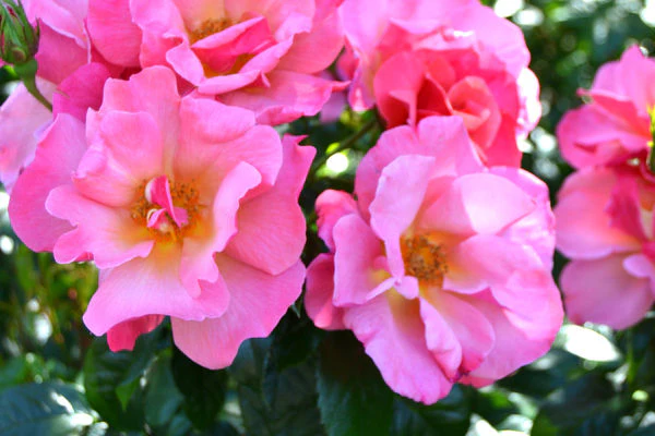 All The Rage Rose - Image 3