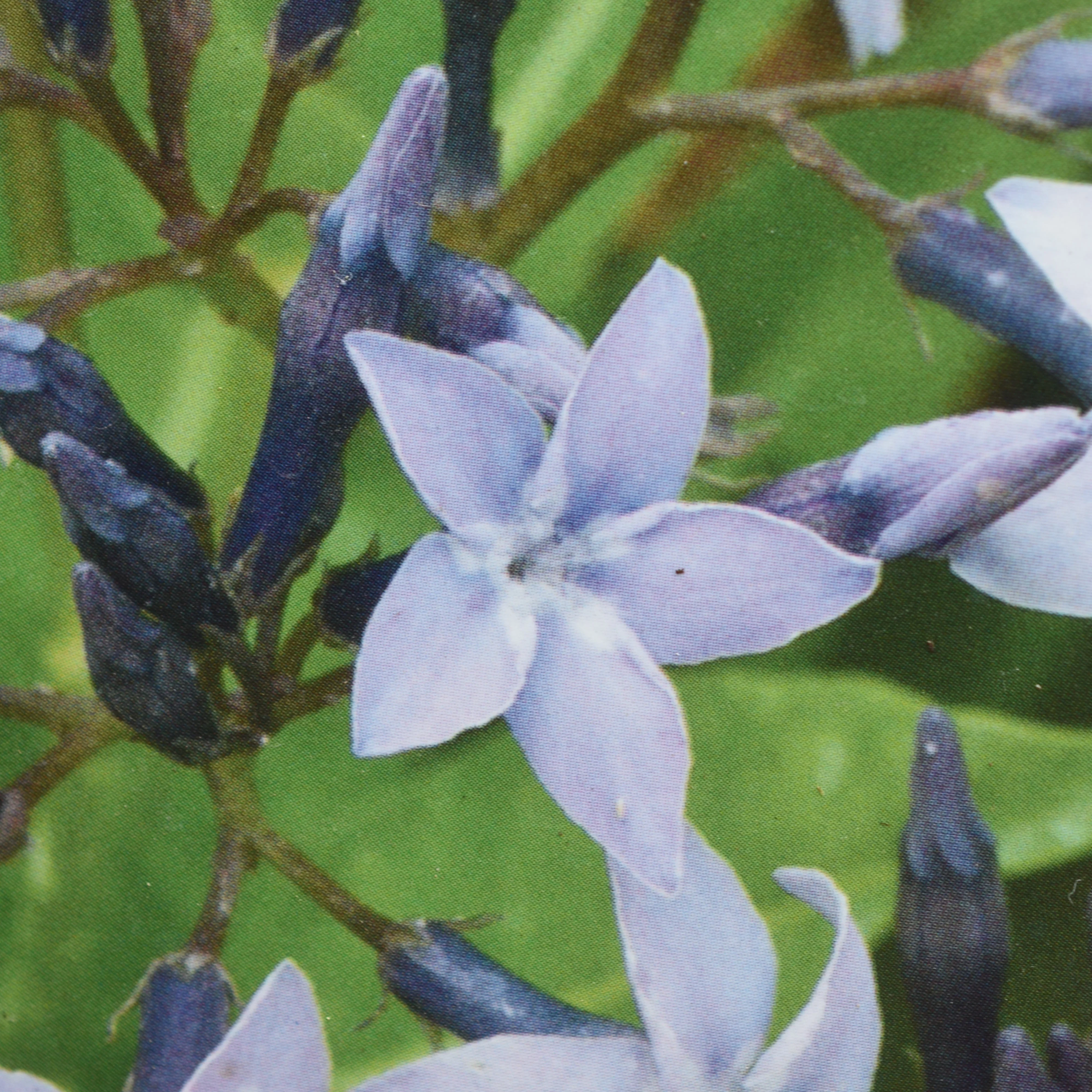 Amsonia Blue Ice Bluestar-Dark Blue : 1 Gallon