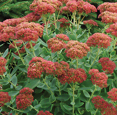 Autumn Fire Stonecrop