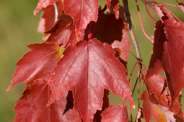 Autumn Radiance® Maple
