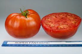 Superfantastic - LG Tomato - 4 Packs