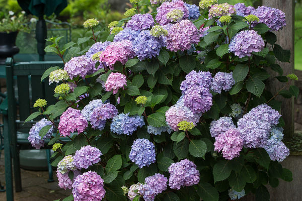 Hydrangea- BloomStruck-Pink/Blu/Pur : 2 Gallon - Image 2