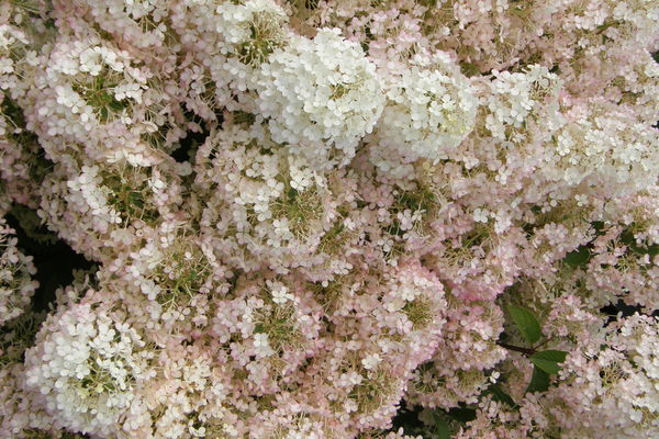 Hydrangea- Bobo Hydrangea - Image 2