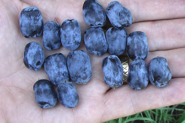 Borealis Honeyberry