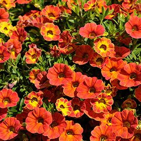 Calibrachoa-Rainbow Tiger Tail-4.5" Fancy