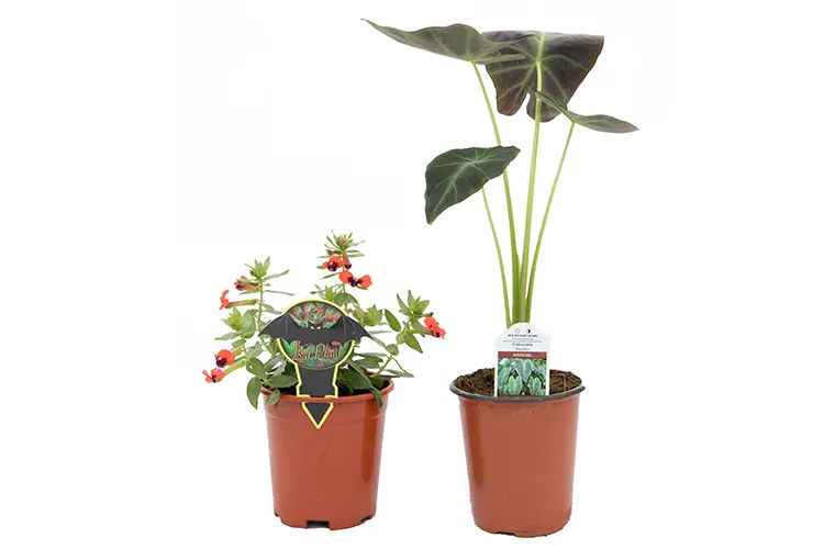 Citronella - Mosquito Plant - 5" Fancy - Image 2