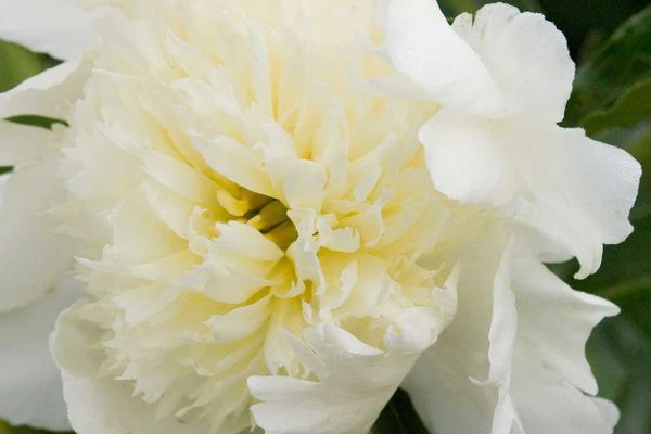 Charlie's White Peony