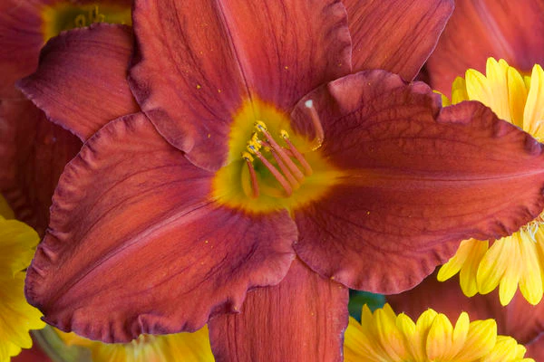 Chicago Apache Daylily