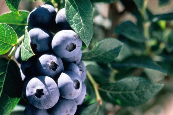 Chippewa Blueberry