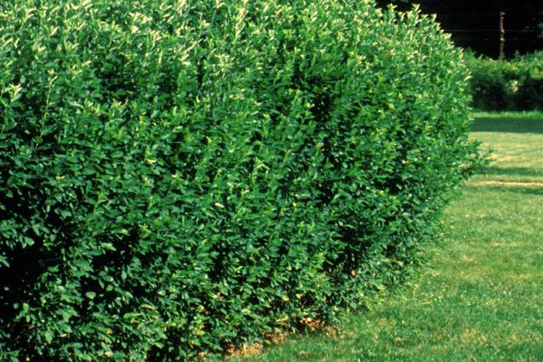 Cotoneaster Hedge-2 Gallon