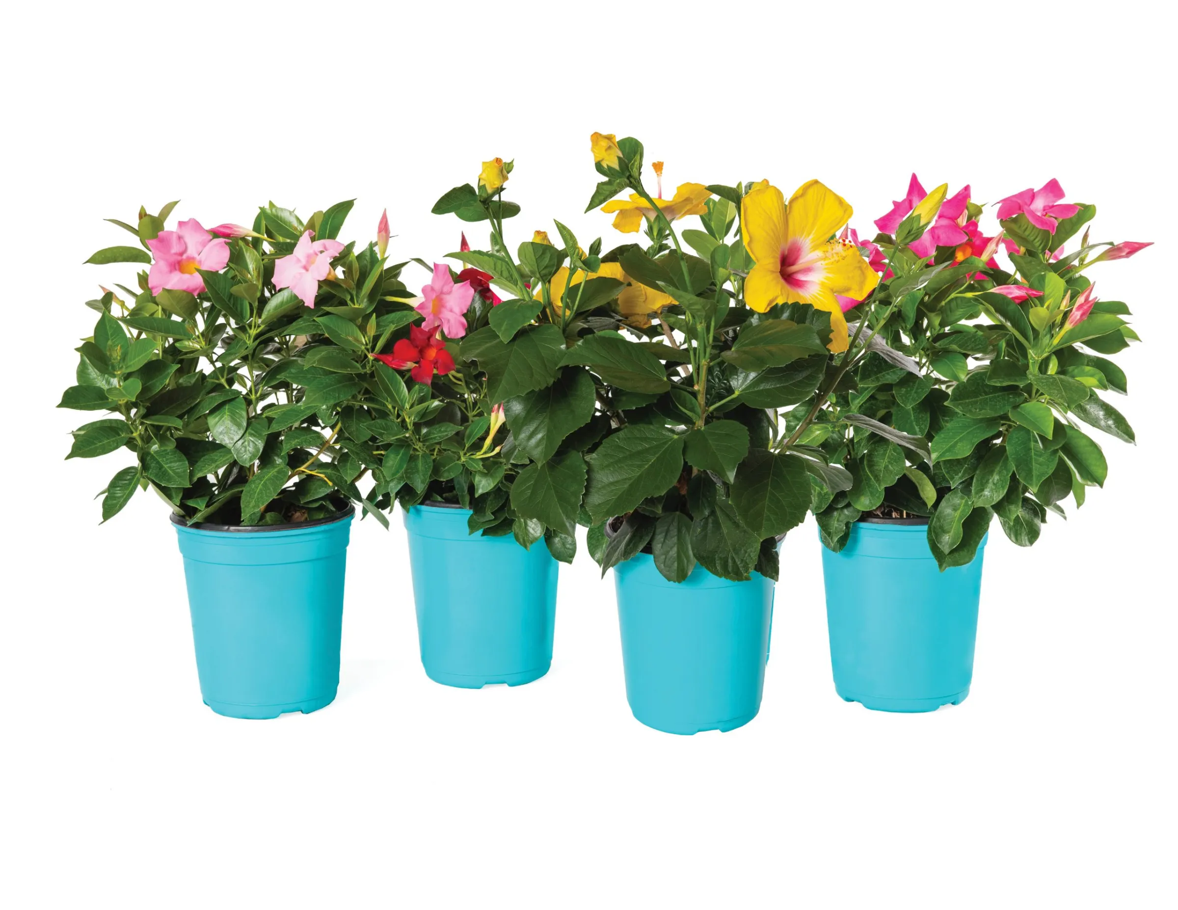 Hibiscus 'Hollywood'- 1 Gallon Tropicals - Image 2