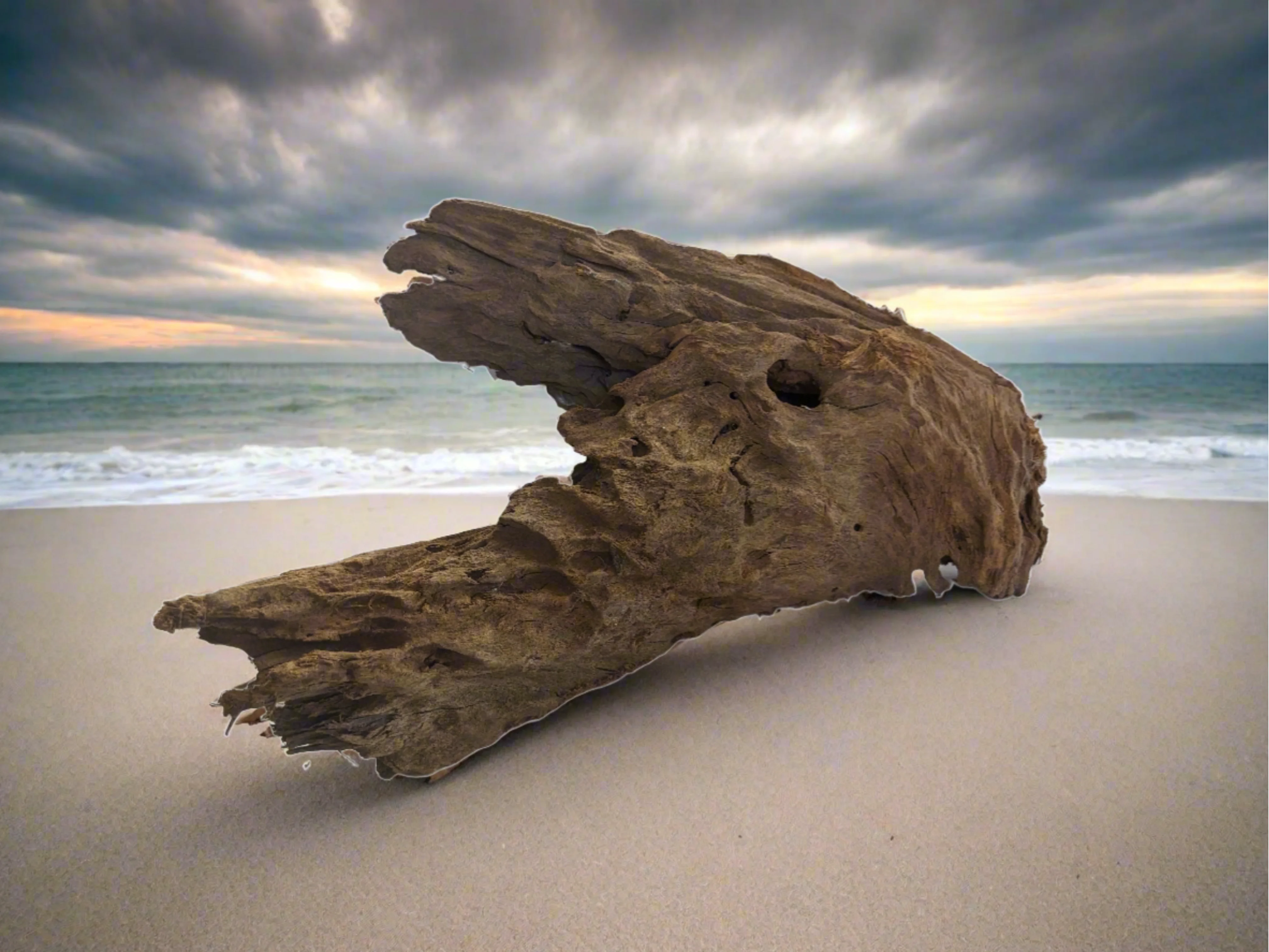Drift Wood