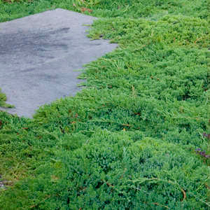 Dwarf Japanese Garden Juniper