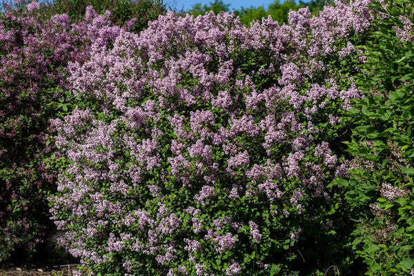 Syringa- Dwarf Korean Lilac - Image 2