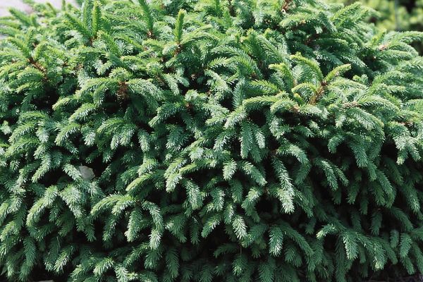 Dwarf Norway Spruce