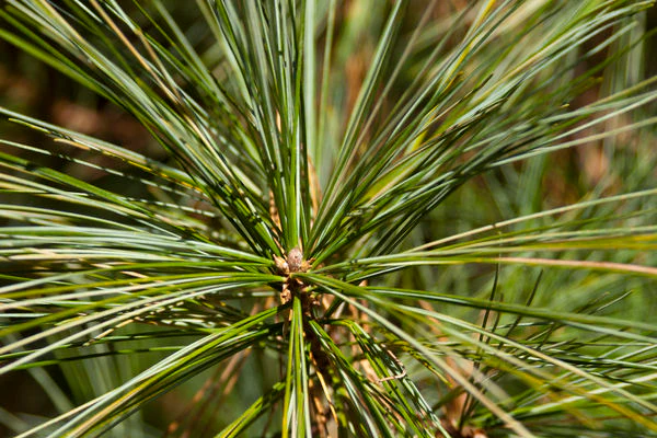 Eastern White Pine-#5 - Image 3