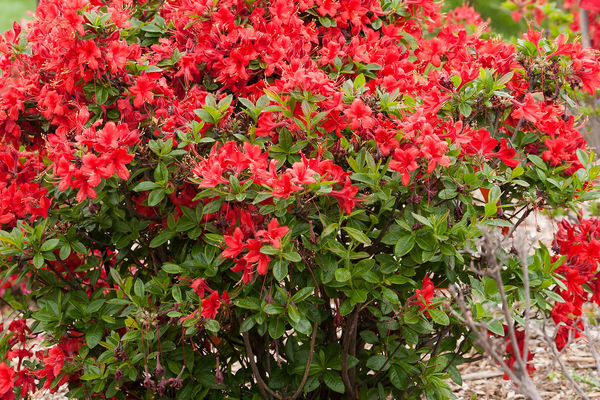 Electric Lights Azalea - Red - Image 2