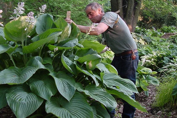 Empress Wu Hosta