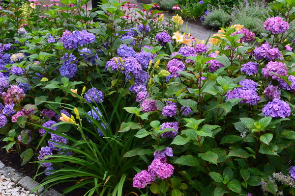 Endless Summer® BloomStruck® Reblooming Hydrangea