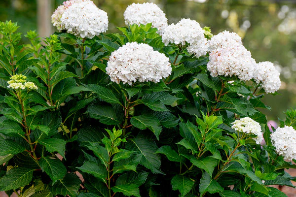 Endless Summer® DreamCloud® Reblooming Hydrangea