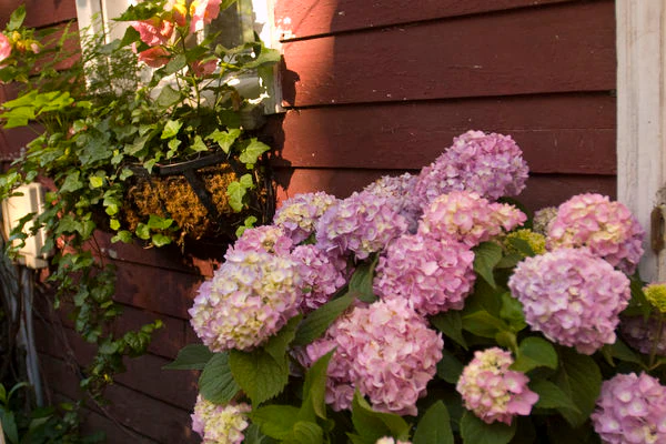 Hydrangea- Endless Summer the Original-Pink to Blue : 2 Gallon - Image 2