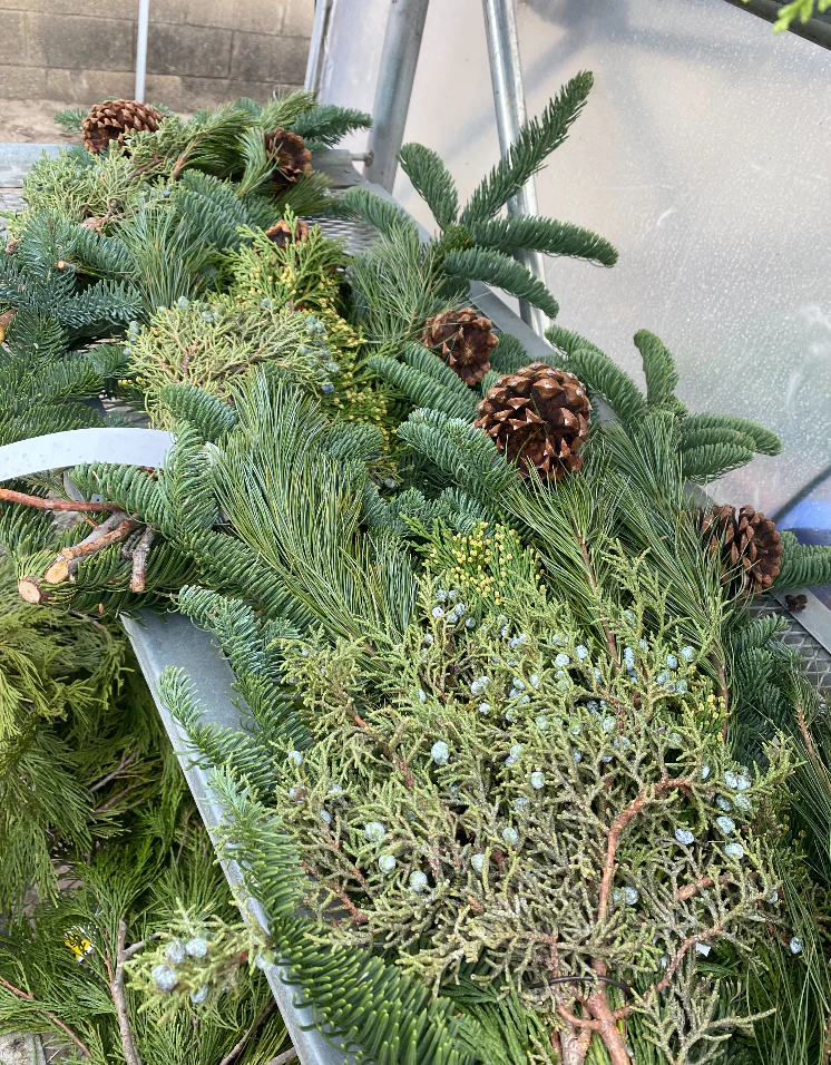 Evergreen Boughs - Image 2