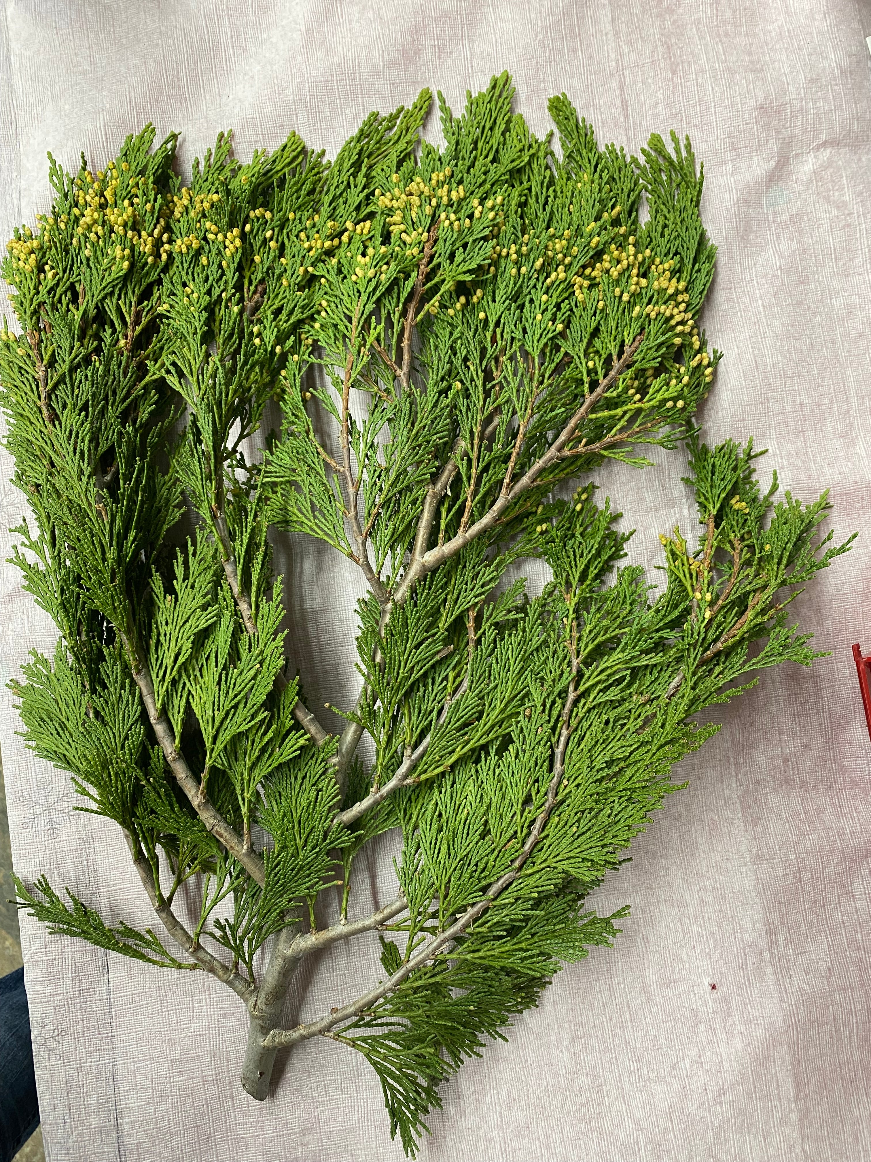Evergreen Boughs - Image 3