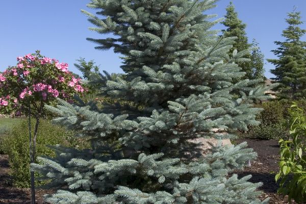 Fat Albert Blue Spruce