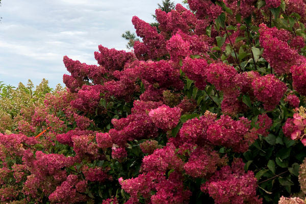 First Editions® Berry White® Panicle Hydrangea
