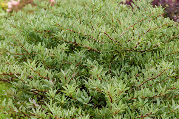 First EditionsĀ® Jade ParadeĀ® Sand Cherry