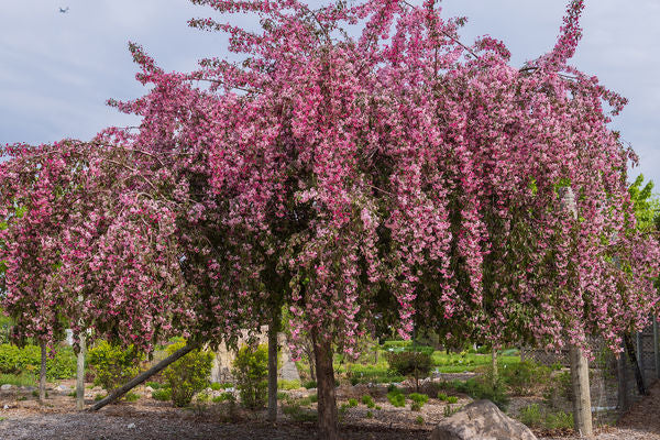 First Editions® Ruby Tears⢠Crabapple