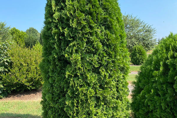 First Editions® Tall Guy® Arborvitae