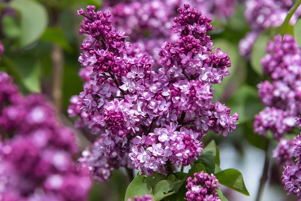 First Editions® Virtual Violet® Lilac