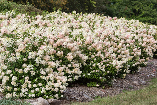 First Editions®Strawberry Sundae®Panicle Hydrangea