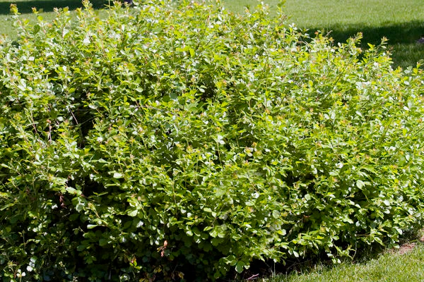 Rhus- Fragrant Gro-low Sumac-Yellow : 2 Gallon