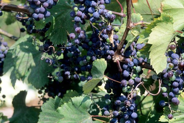 Frontenac™ Grape