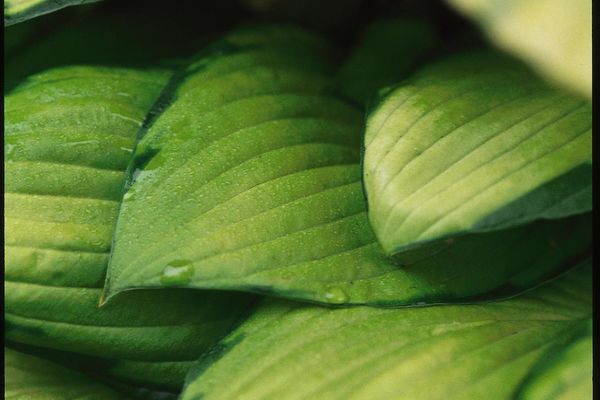 Gold Standard Hosta