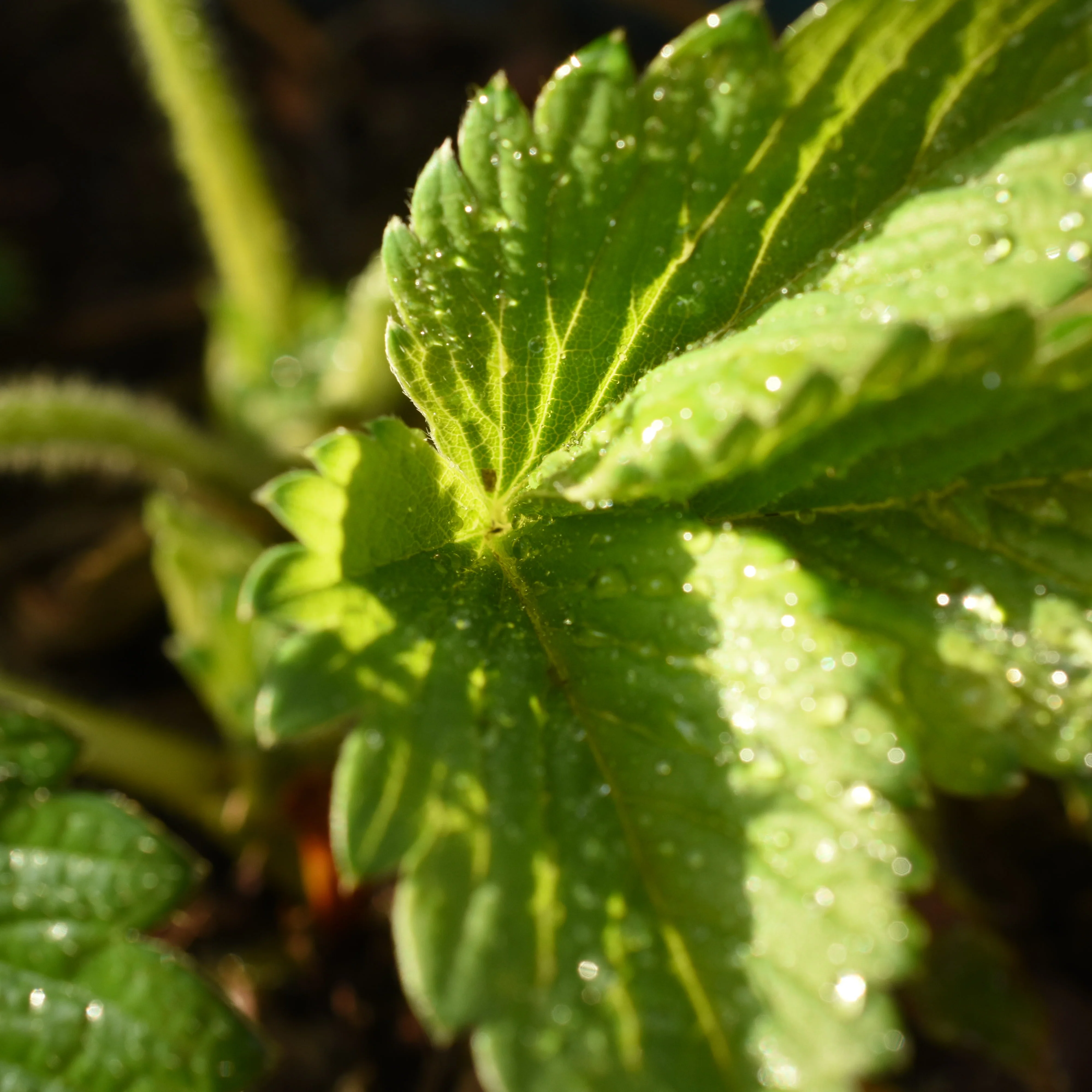 Honeoye Strawberry
