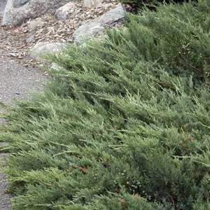 Hughes Juniper