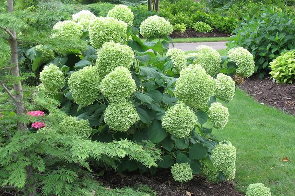 Hydrangea- Incrediball Hydrangea-2 Gallon - Image 2