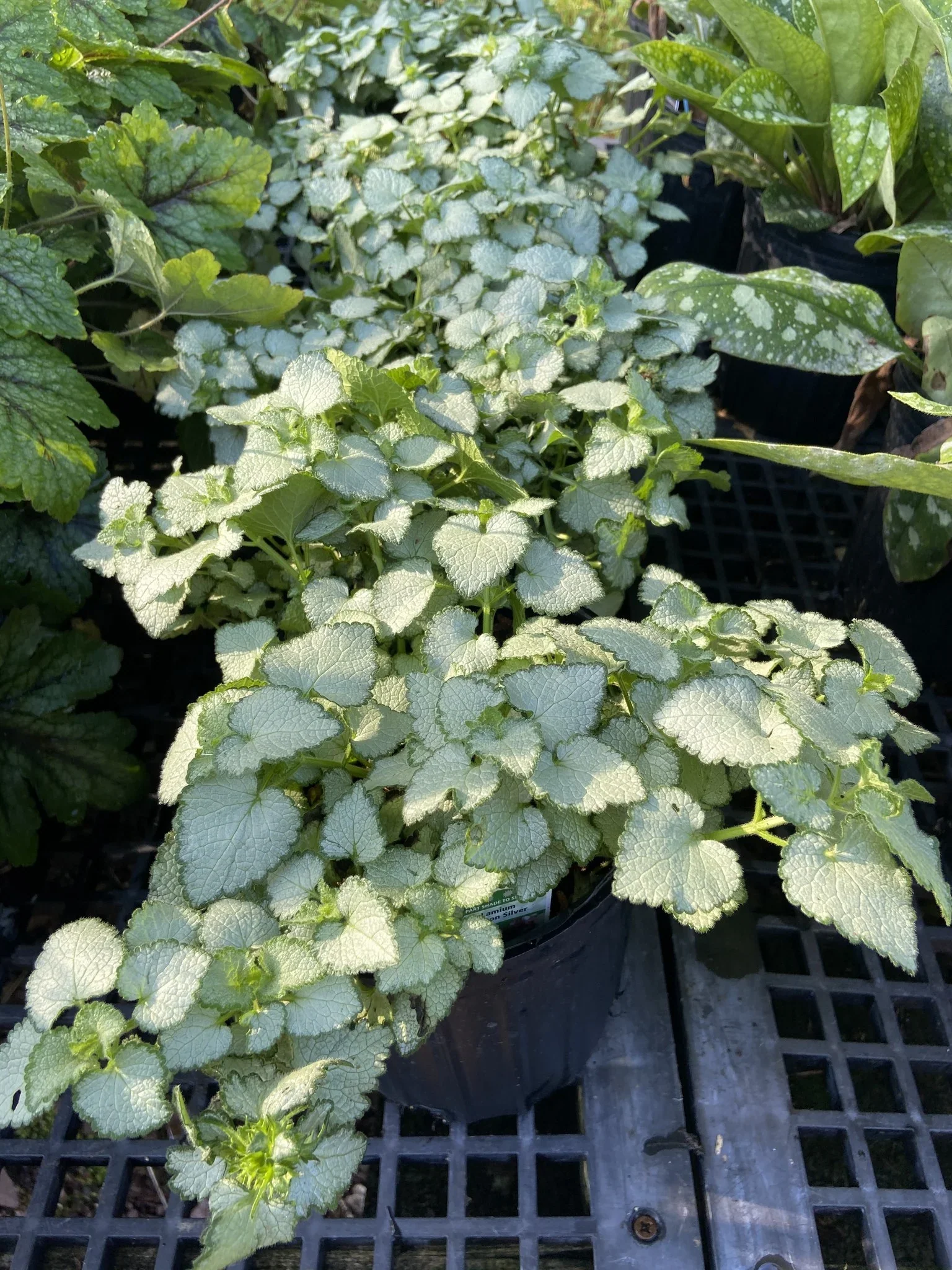 Lamium - Beacon Silver -  4" Accents