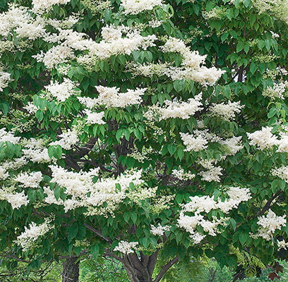Ivory Silk Japanese Tree Lilac - #25