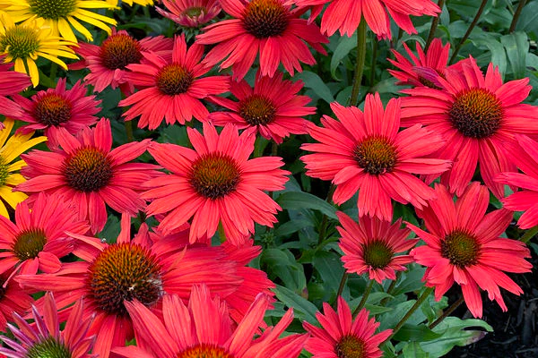 Kismet® Red Coneflower