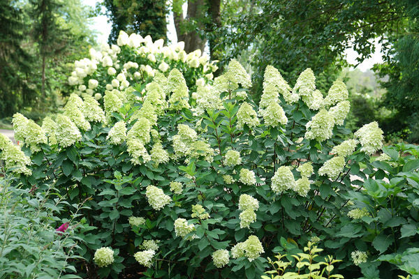 Limelight Prime™ Panicle Hydrangea
