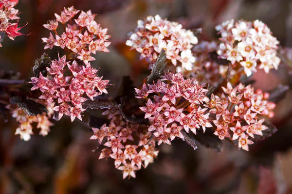 Physocarpus- Little Devil Ninebark - Image 2