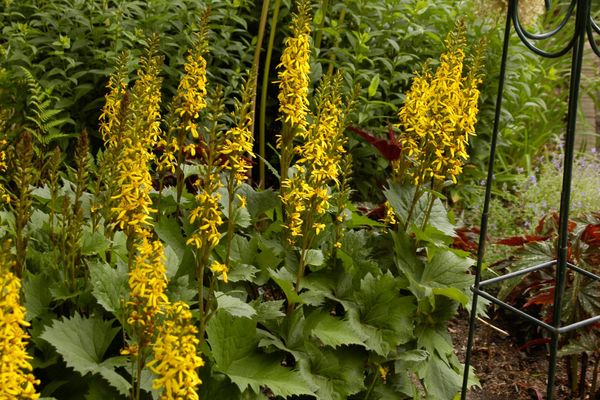 Ligularia - Little Rocket