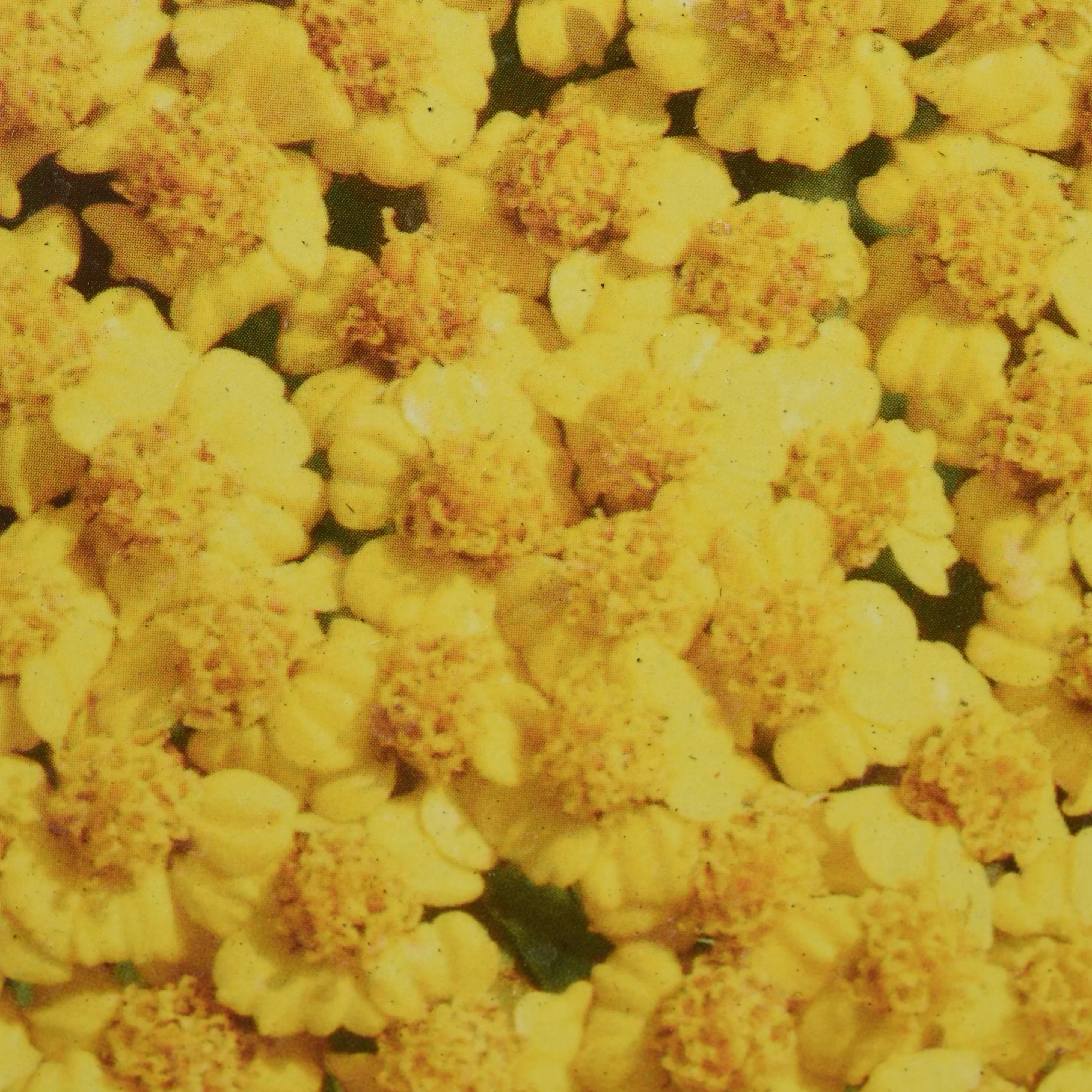 Little Yellow Moonshine Yarrow