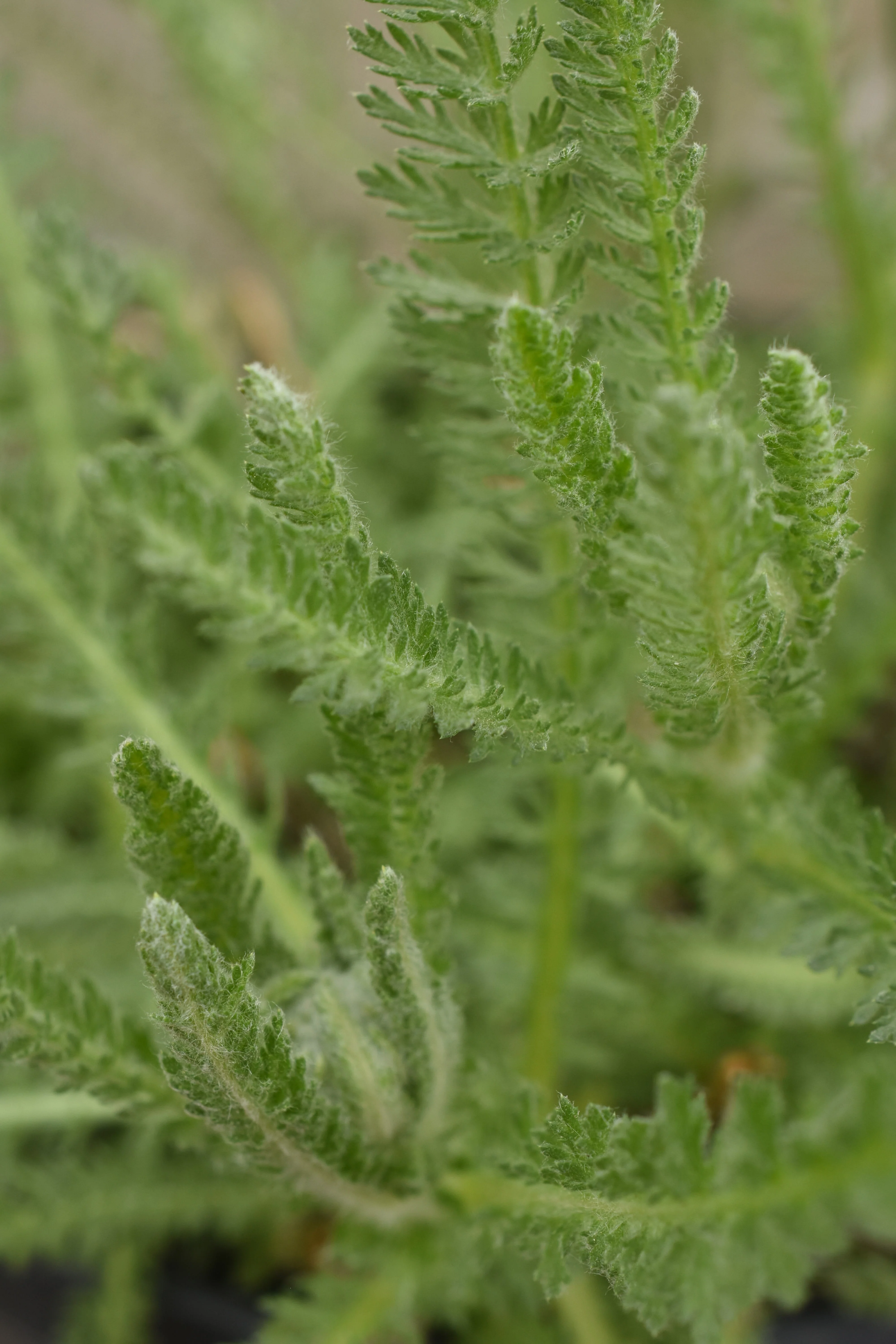 Little Yellow Moonshine Yarrow - Image 2