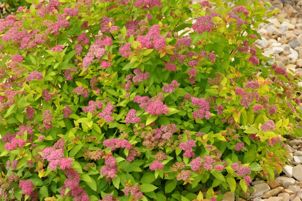 Spirea- Magic Carpet - Image 2